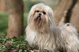 LHASSA APSO 220
